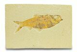 Detailed Fossil Fish (Knightia) - Wyoming #289904-1
